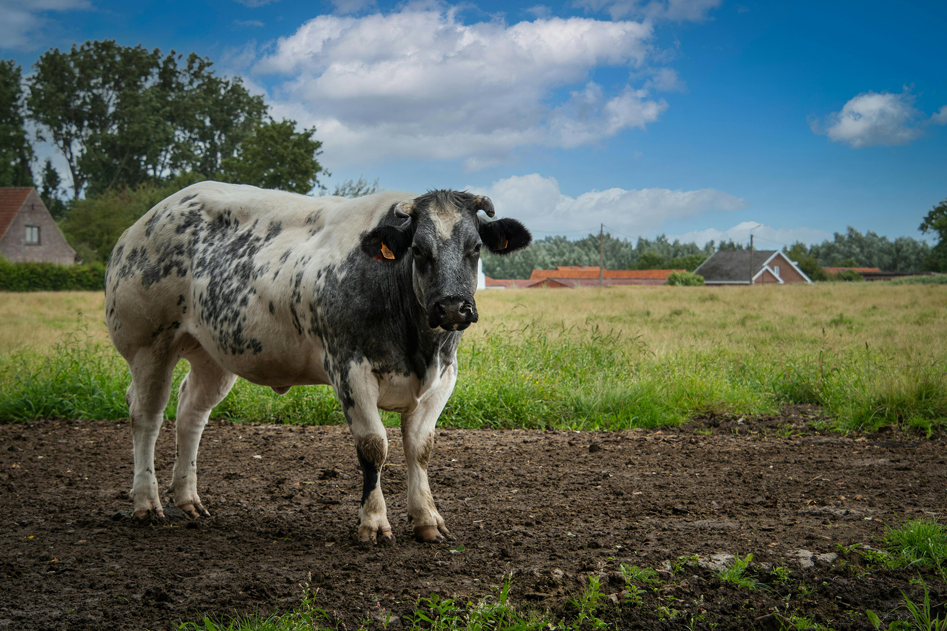 pexels-dendoktoor-9243597_WEB